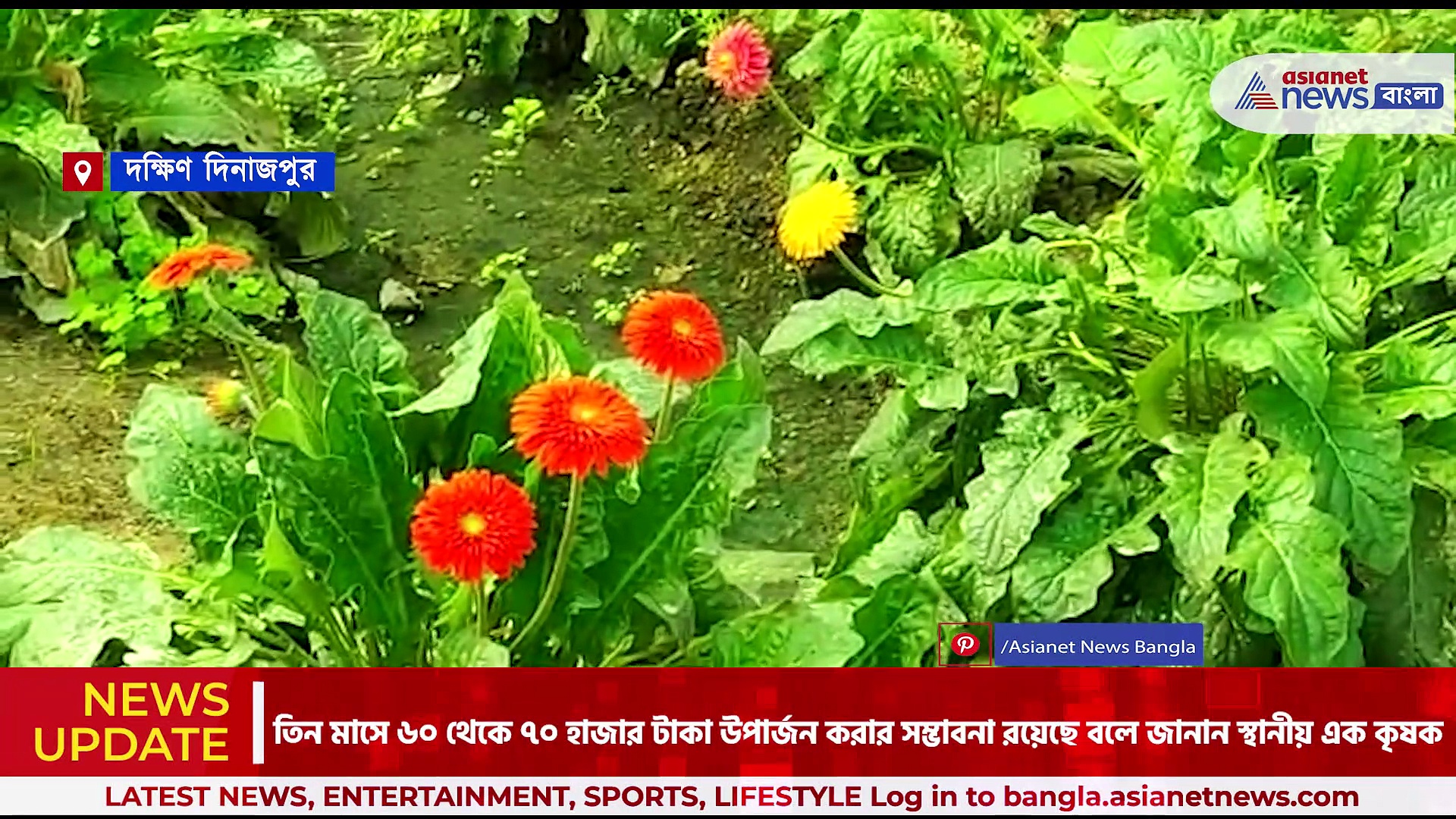 কম খরচে জারবেরা ফুল চাষ করে বিপুল লাভ, দিশা দেখাচ্ছে দক্ষিণ দিনাজপুর কৃষি বিকাশ কেন্দ্র