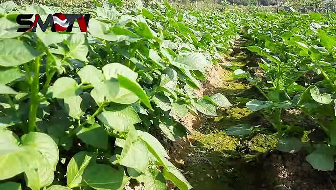 কুমিল্লায় আলুর বাম্পার ফলনে খুশি চাষিরা