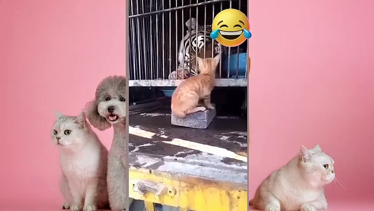 Funniest Dogs And Cats Videos  - Best Funny Animal Videos 2023