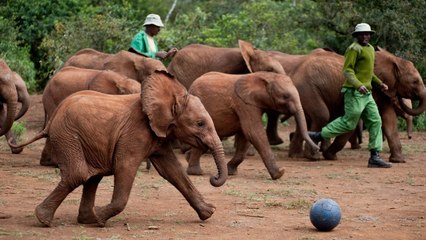 Born To Be Wild (2011) | Official Trailer, Full Movie Stream Preview