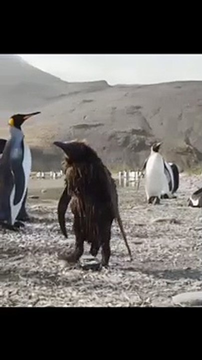 Unique Penguin From The Group