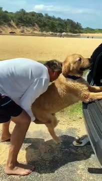 Quand ton chien ne veut vraiment pas monter en voiture