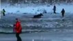 Des touristes sauvent un élan piégé sur la glace