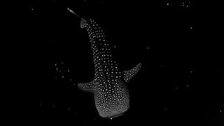 Whale in night time  #sea creature