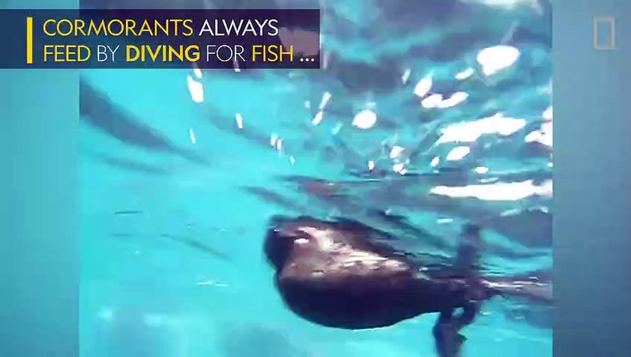 Whale attack - video Dailymotion