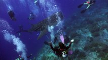 Curious Whale Shark Nips Diver