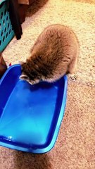 Raccoon Confused by Disappearing Cotton Candy