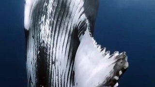 Amazing live footage Whale Sound #whale #shark