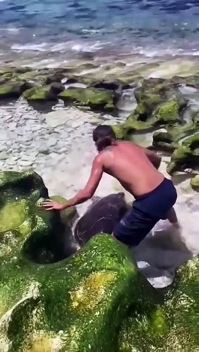 nageur sauvant une tortue geante
