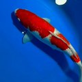 Koi Kohaku Good Quality
