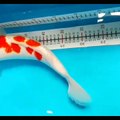 Koi Kohaku Show Quality