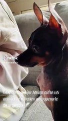 ¡Ternurita! Perrito llora al ver que su peluche favorito está siendo reparado