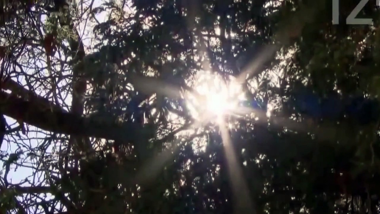 Natural beautyfull Animal Melody Meditation Music Yoga, Calm Music, Spa, Study Music
