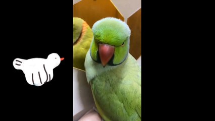 Animals vs mirror  - funny animals