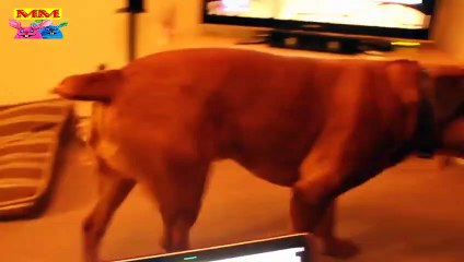 مشاهد مضحكة لقطط وكلاب مقاطع مضحكة للحيوانات اللطيفة #678