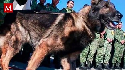 Conchas de 'Frida' y 'Proteo': la nueva creación de panadería en Cholula, Puebla