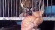 Vídeo hilário: gatos batem em bichos 10 vezes maiores que eles