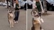 Vídeo hilário: impossível encontrar um cão mais animado com o passeio do que esse