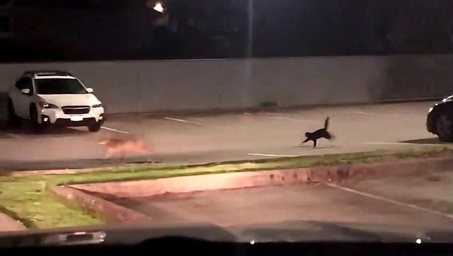 Vídeo: gato doméstico coloca coiote pra correr no Canadá