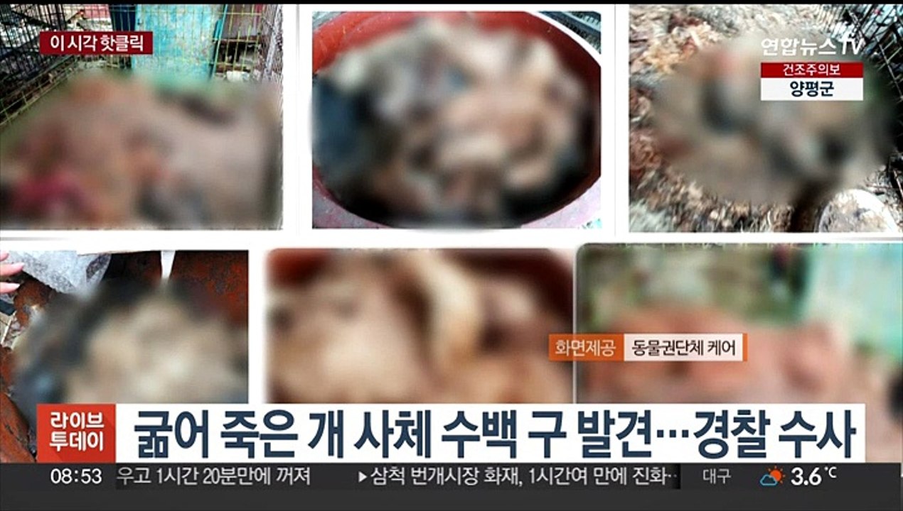 [핫클릭] 굶어 죽은 개 사체 수백 구 발견…경찰 수사 外