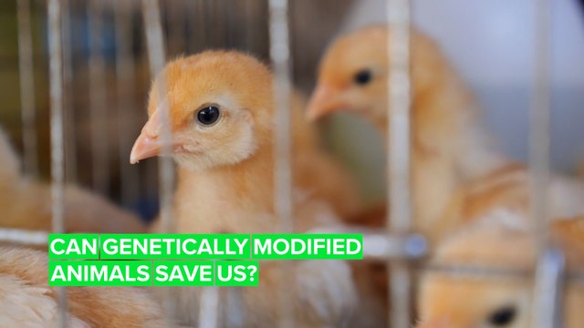 Genetically modified animals could be the key to our survival