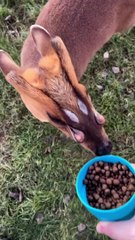 Kepala rusa dari dekat , Aneh atau menyeramkan?