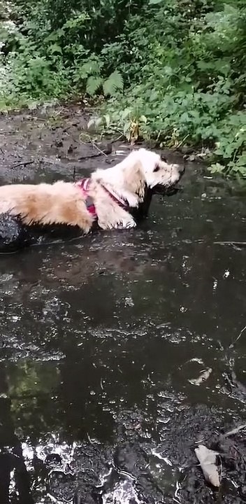 Golden Retriever Mud Bath