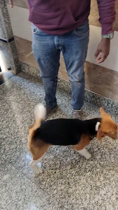 Sit command Training by Trainer for Murphy l Beagle Puppy Training