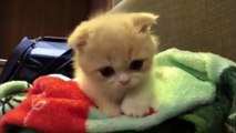 CUTEST CATS - Funny and Cute Cat Videos Compilation 2023