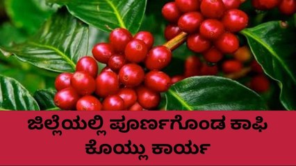ಕೊಡಗು: ಮತ್ತೆ 100 ರೂಪಾಯಿ ಏರಿಕೆಯಾಯ್ತು ಕಾಫಿ ಧಾರಣೆ..ಹೀಗಿದೆ ರೇಟ್!