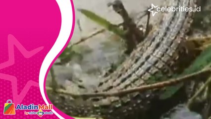 Warga di Lumajang Syok Dapat Buaya saat Mancing