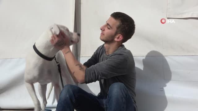 Kahraman köpek 'Dora', deprem anında kendisini siper ederek sahiplerini korudu