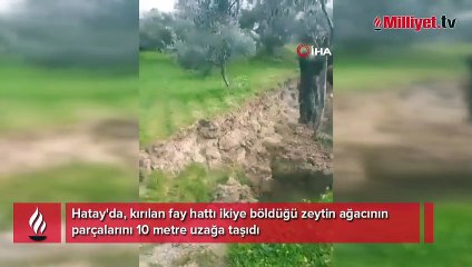 Fay ikiye böldüğü ağacı 10 metre taşıdı