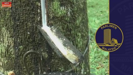 Kerajaan kaji cadangan naik harga lantai getah kepada RM4.50 sekilogram