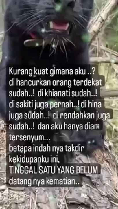BIG CAT