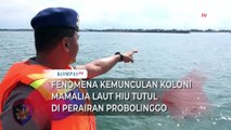 Fenomena Kemunculan Hiu Tutul di Probolinggo, Diduga Faktor Cuaca dan Minimnya Ketersedian Pakan