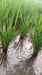 Alam bebas penuh inspirasi