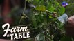 Chef JR Royol forages in Barlig Rainforest Farm with the locals! | Farm To Table