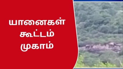 நெல்லை: மலையடிவாரத்தில் யானைகள் கூட்டமாக முகாம்!