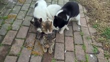 Poor Female Cat Attacked by 3 Male Cats.