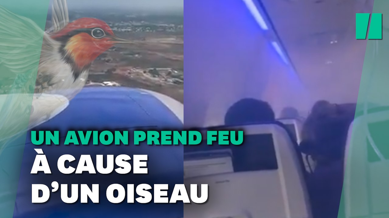 Atterissage d’urgence d’un avion à Cuba après avoir percuté un oiseau