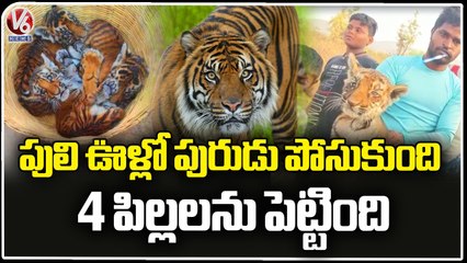 4 Tiger Cubs Spotted In Nandhyal, Villagers Protect Cubs And Inform Forrest Officials _V6 News (1)