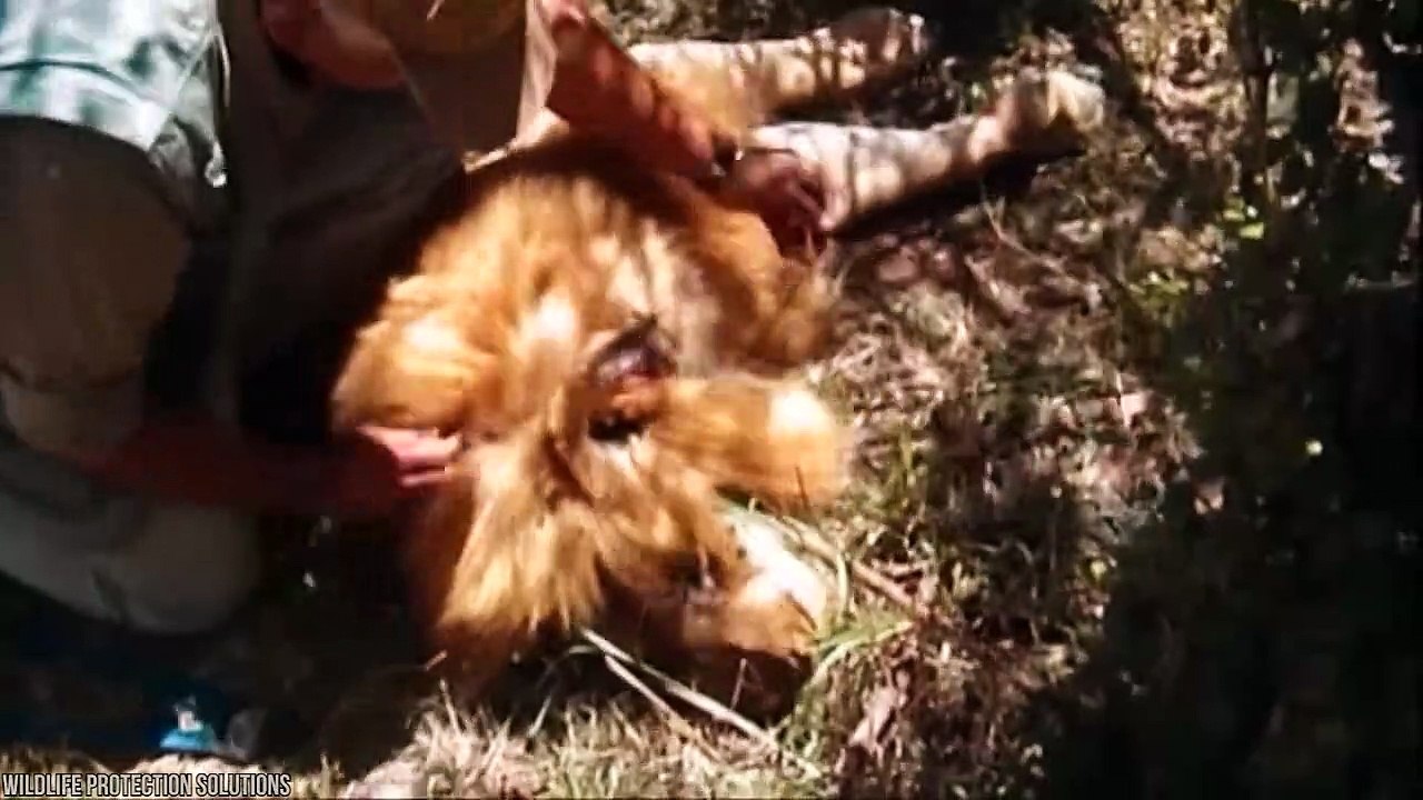 15 Animals That Survived The Impossible