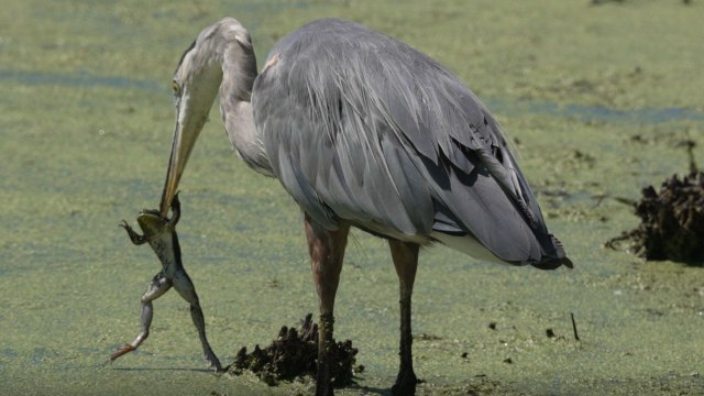 'Nature is majestic!' - Great blue heron hungrily tries to devour a bullfrog it catches