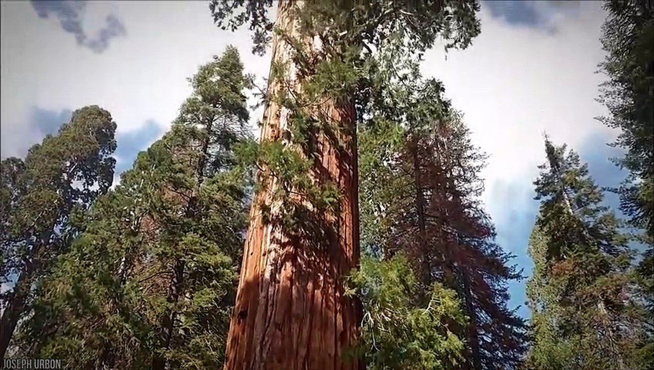 15 Biggest Trees In The World video Dailymotion