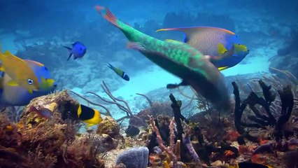 10 Unbelievable Things That Fell From The Sky