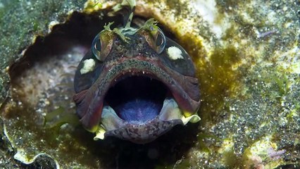 15 Scary Creatures From The Mariana Trench