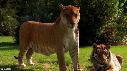 15 Amazing Hybrid Animals That Actually Exist