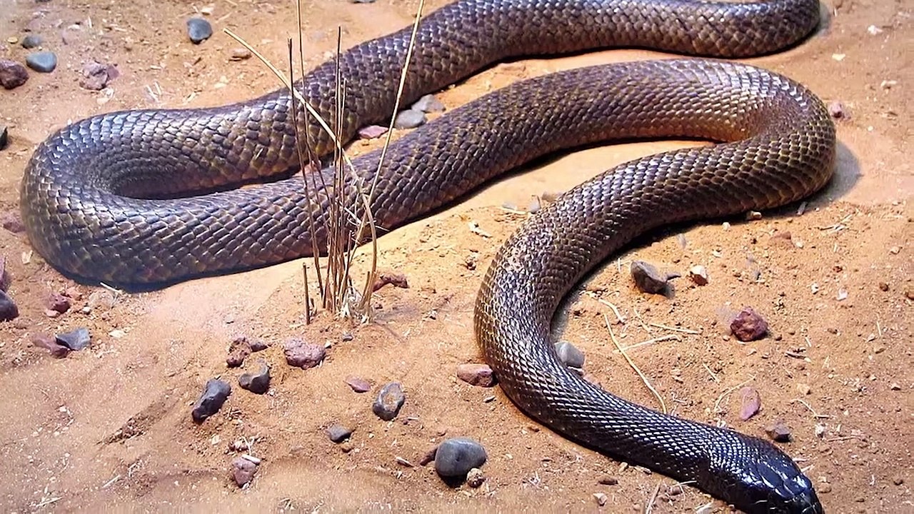 15 Most Dangerous Desert Animals in The World