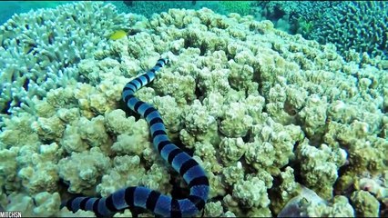 15 Most Beautiful Snakes In The World